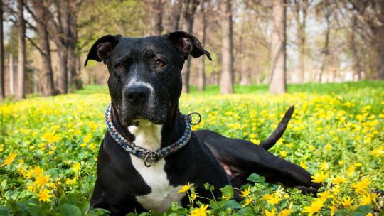American Staffordshire Terrier