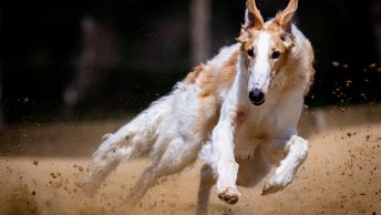 Fastest dog breeds in the world