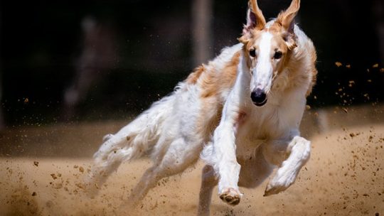 Fastest dog breeds in the world
