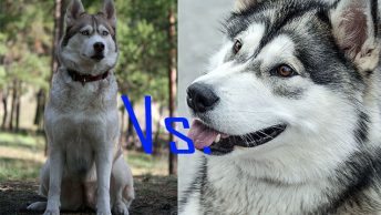 Husky Vs. Malamute difference