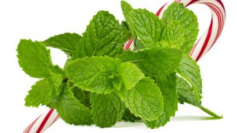 Peppermint for dogs