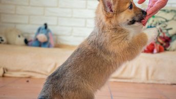 Are Corgis hypoallergenic