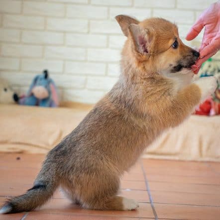 Dogs Welsh Corgi Hypoallergenic Dog Breeds Corgipoo Hypoallergenic