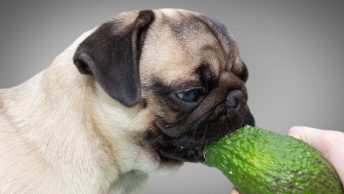 Can dogs eat avocado