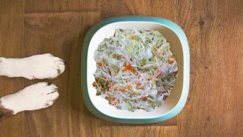 Can dogs eat sauerkraut