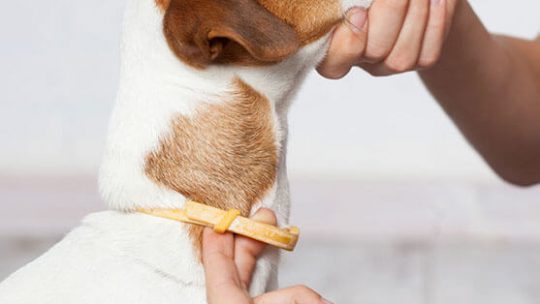 Dog with flea collar