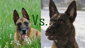 Dutch Shepherd vs. Belgian Malinois
