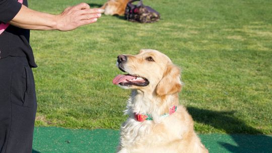 German commands for dog training