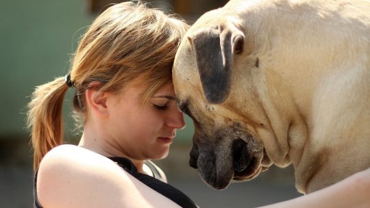 Is a Boerboel a good family dog