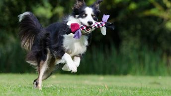 Most hyperactive dog breeds