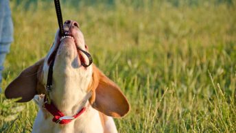 Most stubborn dog breeds