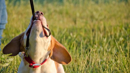 Most stubborn dog breeds