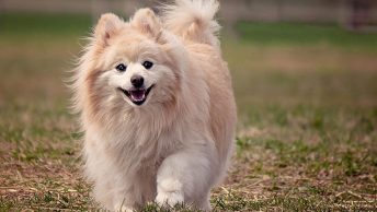Pomeranian dog breed