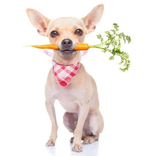 What Do Chihuahuas Eat? The Ultimate Guide ChihuLife