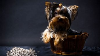 Can dogs eat beans