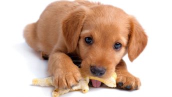 Can dogs eat chicken feet