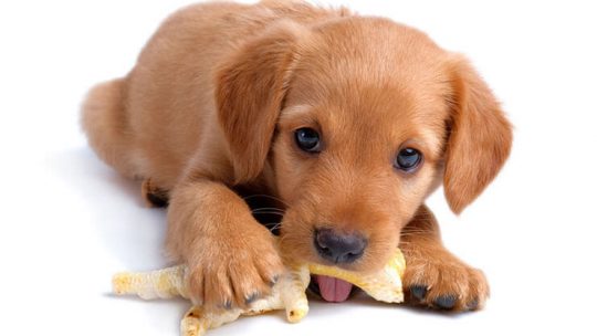 Can dogs eat chicken feet