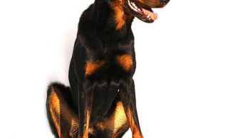 Can dogs eat French fries