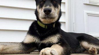 Doberman Husky Mix