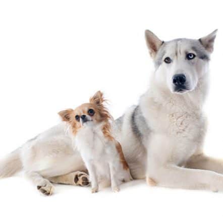 Husky Chihuahua Mix A Match Made In Heaven