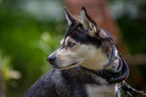 Things to Know Before Buying a Rottweiler Husky Mix