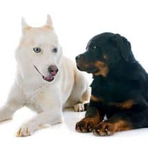 Rottweiler Husky Mix (Rottsky) - Unpredictable But Unique Dog