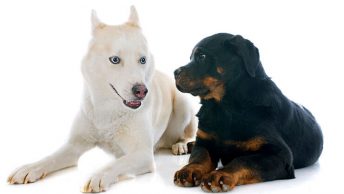 Rottweiler Husky Mix