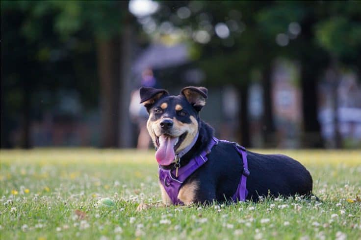 Perros Rottsky Rottweiler Husky Mix (Rottsky) - Unpredictable But Unique Dog
