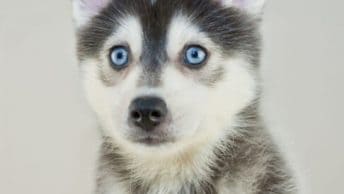 Small dogs with blue eyes