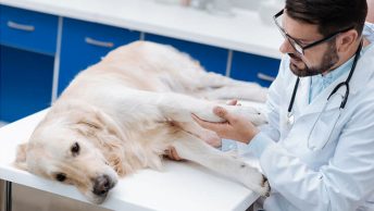 What causes muscle spasms in dogs