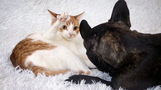 Worst dog breeds for cat owners
