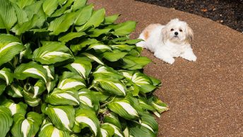 Are hostas poisonous to dogs