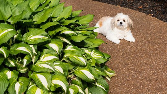 Are hostas poisonous to dogs