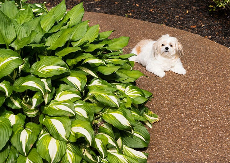 Are Hostas Poisonous To Dogs What To Do If Your Dog Eats It 