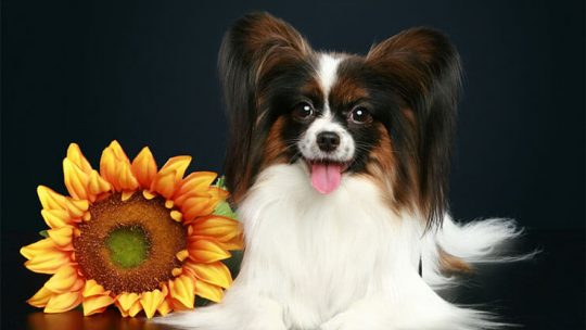 Can dogs eat sunflower seeds