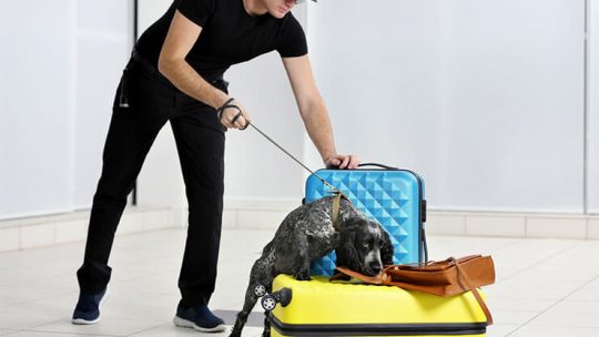 Can drug dogs smell vape