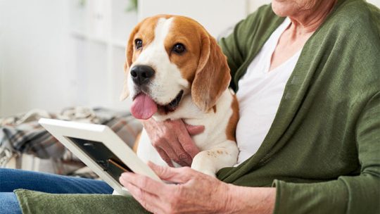 How long is a dogs memory