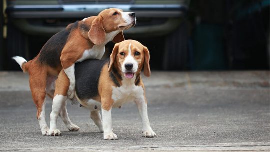 How many times can a male dog mate in a day