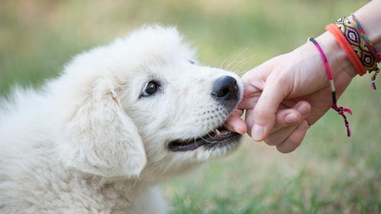 How to stop my dog from biting when excited