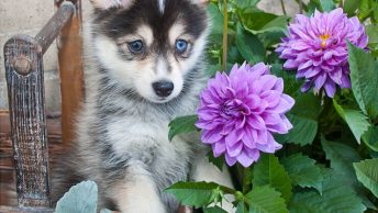 Pomsky Price - How Much Does It Cost To Own A Pomsky?