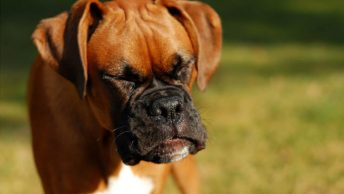 Reverse sneezing in dogs