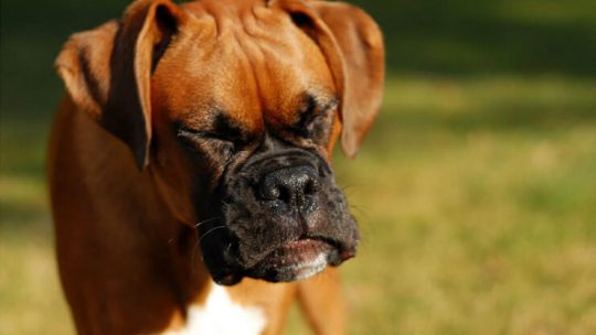 Reverse sneezing in dogs
