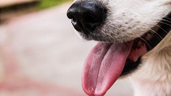 Why dogs tongues stick out