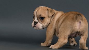 Are English Bulldogs born with tails or docked