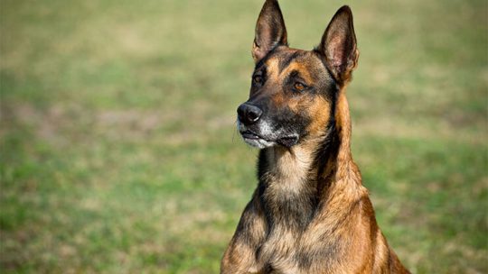 Belgian Malinois