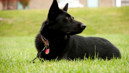 Black German Shepherd