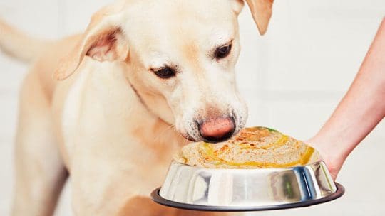Can dogs eat hummus safely