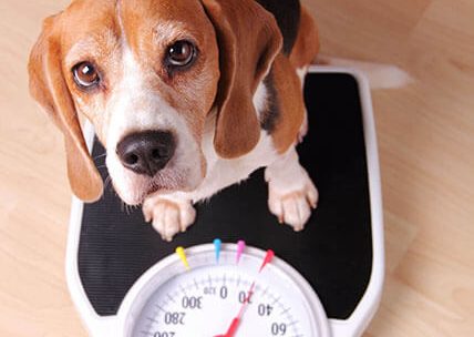 How much should beagle weigh