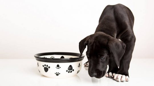 How much to feed a Great Dane puppy
