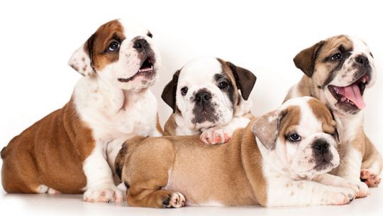 What to look for when buying an English Bulldog